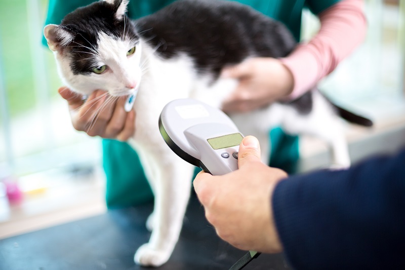 Microchipping Houston, TX