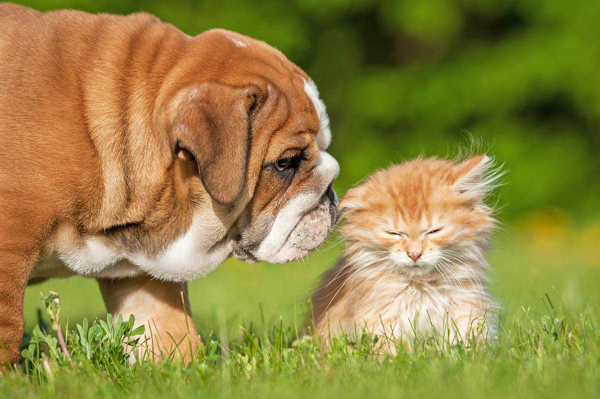 Puppy & Kitten Care Houston, TX