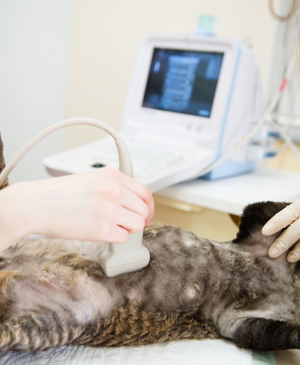 Ultrasound Houston, TX
