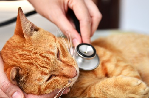 veterinary services Houston, TX
