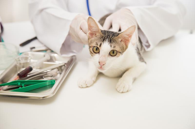 Pet Wellness and Preventative Care