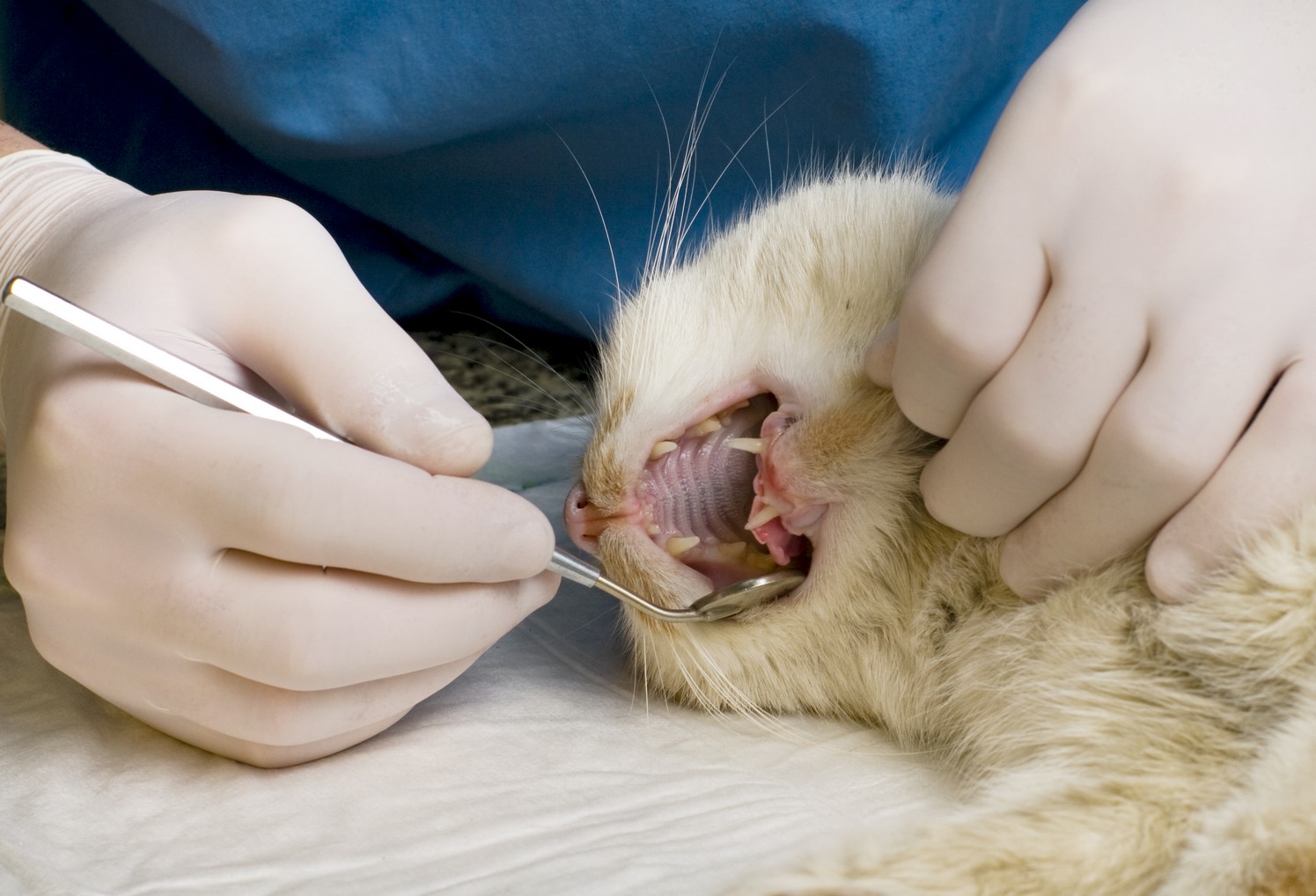 Pet Dental Care